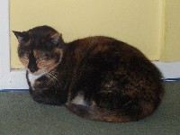 Bubbles lying on the landing