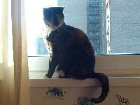 Bubbles sitting on my windowsill