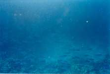 A shoal of blue fish