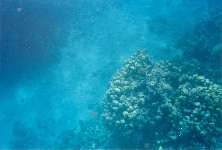 Coral reef