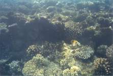 More coral