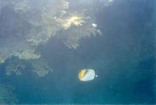 Fish swimming past coral