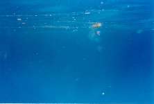 Several small jellyfish just below the surface