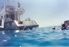 Various divers on the surface of the sea