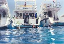 Most divers in the sea