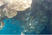 A shoal of zebra fish