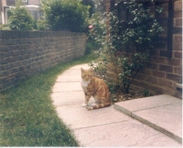 Marmalade